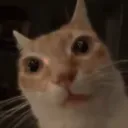 caaki.
