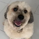 cangujr