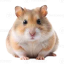 core_sam