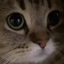 pfp