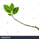 twig0165