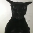 notyaro