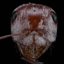leafcutter