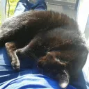 schlafendekatze