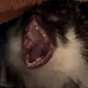basspiranha