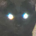 httpsdibbs