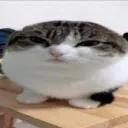 oscarstol