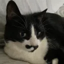 katloo