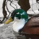 freakyduck