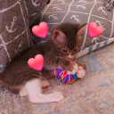 avatar ❄CheeKittyDemon❄