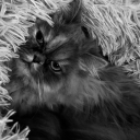 avatar Alessia ❦