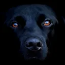 maggiedog