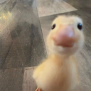 avatar 𐙚Leo ఇ ✧ ⋆