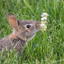 avatar sparklingbunny