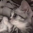 avatar 𝔅𝔢𝔩𝔩𝔞 🐾