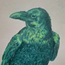 robin_ice