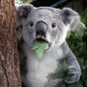 _hangry_