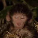 imphanphan