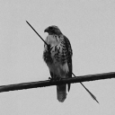 avatar WasGehtDichDasAn