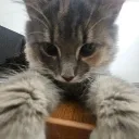 zenzzaaa