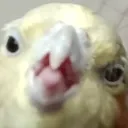 blc