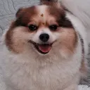 zeniarthur