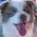 lilalphastrike