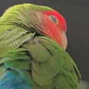 rabycha