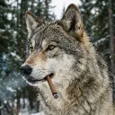 voderwulf