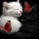ravelcat