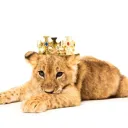 leonlion_