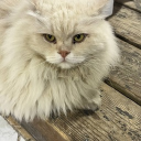 avatar Liudmyla Malomuzh