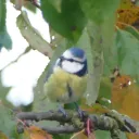 blaumeise20