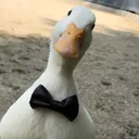 thegamingduck2226