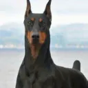 mitomatija