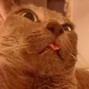 mothercats