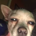 rizzintilted