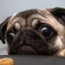 dogfofistsu5946