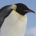avatar penguinmark