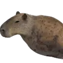 rebeldebarracuda