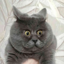 Discord Avatar