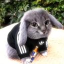 avatar autisticmewingincelqueen