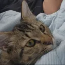 mialexus