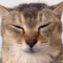 iiamacat