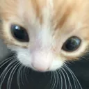 nottherealscrimbo