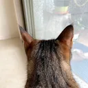 windows_not_mac