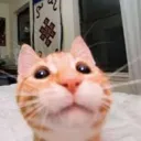 razveen