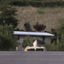forddog