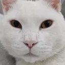 wu4656