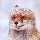 fox_with_flames